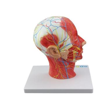 Imagem de Cabeça Musculada com Corte Sagital Metade