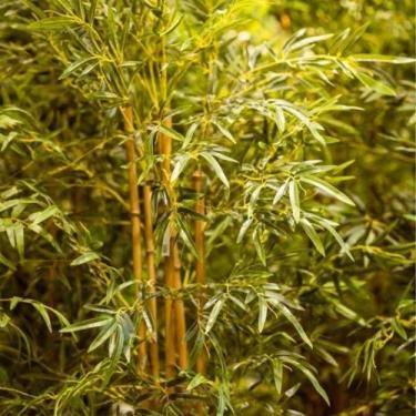 Imagem de Bambu artificial 16 hastes 1.80 metros - Toke verde