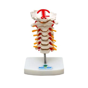 Imagem de Coluna Cervical Esqueleto, Anatomia