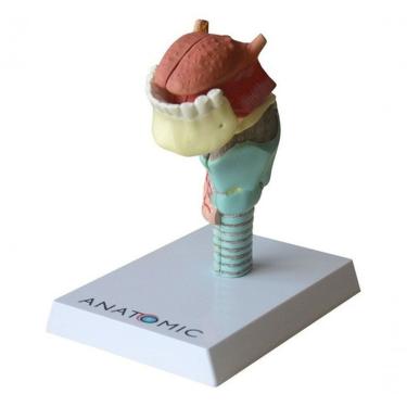 Imagem de Laringe Com Língua E Dentes Em 5 Pts Modelo Anatomia