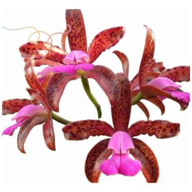 Imagem de Orquidea Adulta Cattleya Dark Princess Com Vaso Inteira !!! - docel@r