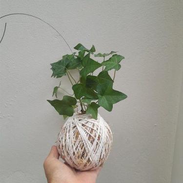 Imagem de Kokedama de hera estrela pequena - Orquídeas & Cia