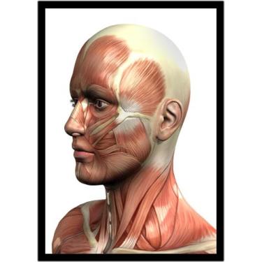 Imagem de Quadro Decorativo Medicina Fisiologia Músculos Corpo Humano Com Moldur