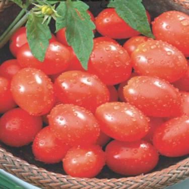 Imagem de Semente de Tomate Cereja Vermelho - Embalagem 400mg