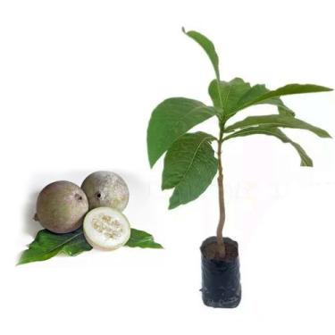 Imagem de Muda de Jenipapo 20 a 40cm AMK - Plantas Online - AMK Jardinagem e Pai