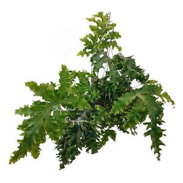 Imagem de Planta Samambaia Amazonas Azul Polypodium Aureum Na Cuia - Orquiflora