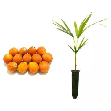Imagem de Muda de Coqueiro Jeriva 20 a 40cm AMK - Plantas Online - AMK Jardinage