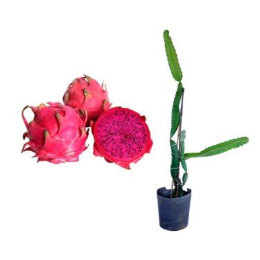 Imagem de Muda de Pitanga Vermelha 20 a 40cm AMK - Plantas Online - AMK Jardinag