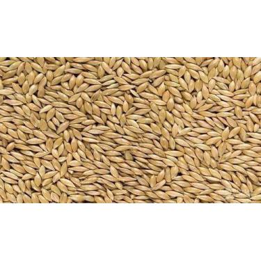 Imagem de Alpiste - 3 Pacotes De 500 Gr - Envio Imediato - VETMOC