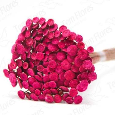 Imagem de 200 Botão Desidratado Sempre Viva Flores Secas - Pense Flores, Pink