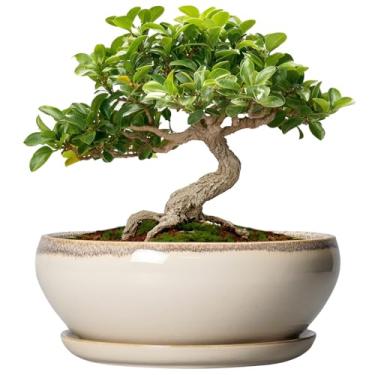 Imagem de SQOWL Vasos pequenos de bonsai – vasos de cerâmica de 15 cm para suculentas, plantador raso com orifício de drenagem e pires, plantadores redondos para cactos internos e externos, decoração de casa