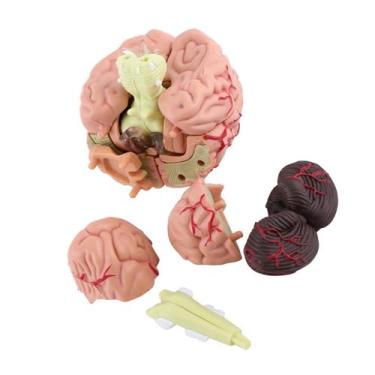 Imagem de AYNEFY Modelo Anatômico do Cérebro Humano, Ferramenta de Treinamento Educacional 3D de Plástico Colorido para Aprendizagem Médica e de Anatomia