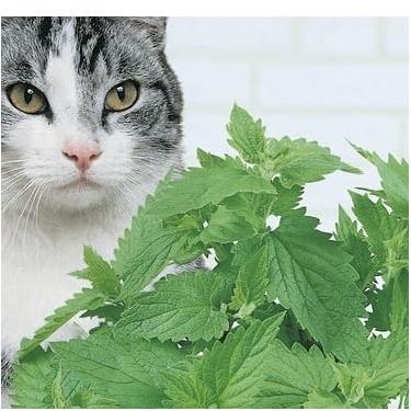 Imagem de 5000 Sementes Catnips Ervas Gatos Grama Gatos 4 pcts de Cada