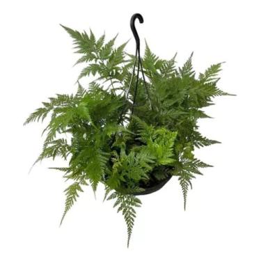 Imagem de Samambaia Renda Francesa Planta Rara Jardim Cuia 21 Pendente - FLORA F