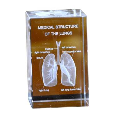 Imagem de Conjunto de modelo anatômico de cristal 3D, coração, cérebro, dentes, esqueleto, pulmões, 5 x 5 x 7,6 cm, decoração de consultório médico (pulmões)