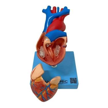 Imagem de Coração Tamanho Real 2 Partes Estudo Anatomia Valvular Veias