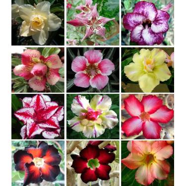 Imagem de 10 Sementes de Rosas do Deserto triplas, duplas e simples (Adenium obesum) Sortidas Kit nº 6