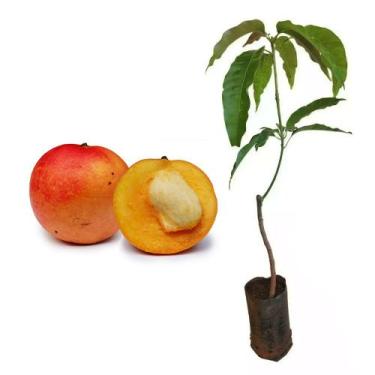 Imagem de Muda de Manga Maçã 50 a 80cm AMK - Plantas Online - AMK Jardinagem e P