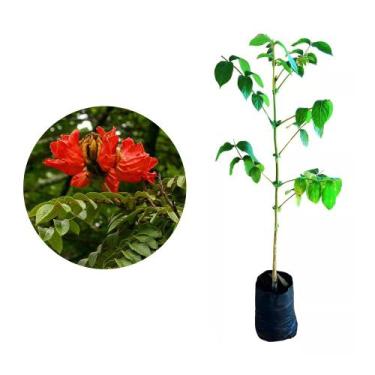 Imagem de Muda de Espatodea 50 a 80cm AMK - Plantas Online - AMK Jardinagem e Pa