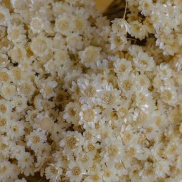 Imagem de 1KG - Flores Sempre Vivas Natural e Desidratado - VIVA FLOR