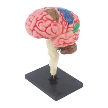 Imagem de Kokiya Modelo de cérebro 4D desmontado figura de mesa modelo anatômico para ensino de ciências