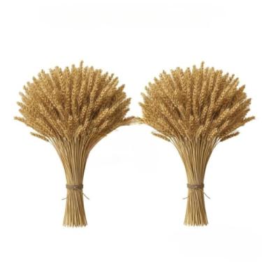 Imagem de 400 Hastes De Trigo Seco Para Decoração Festa Junina Arraiá Enfeites Artigos Mesa Arranjo Elegante(02 Maços (80 Hastes))