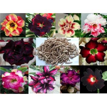 Imagem de 10 Sementes de Rosa do Deserto Tripla Dobrada Simples Sortidas (Adeniu