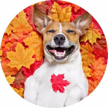 Imagem de Painel De Tecido Sublimado Redondo Cachorro Nas Folhas De Outono C/Elá