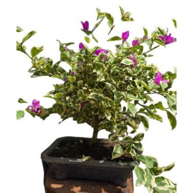 Imagem de Bonsai de primavera bounganvillea variegata roxa exótica 15 anos com f