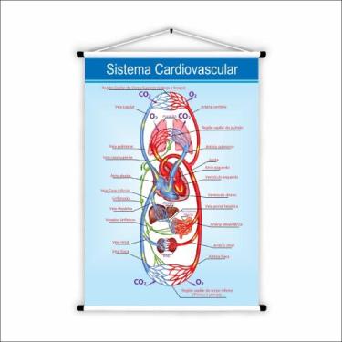 Imagem de Banner de Lona Educativo Sistema Cardiovascular 70x55 cm - UdiPrint