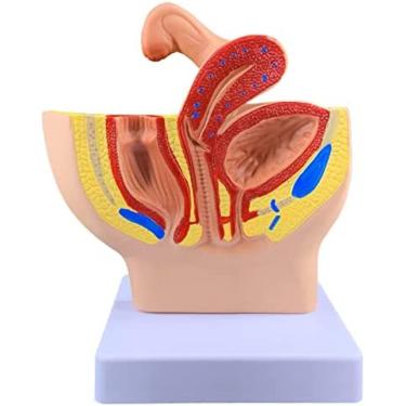 Imagem de Modelo De Próstata Masculina - Modelo De Anatomia Genital Feminina - Para Aprendizagem De Ensino Médico, Ferramenta De Ensino De Vista Pélvica Sagital,Macho,Constructive23