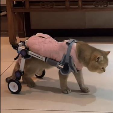 Imagem de Cadeira de rodas para cães para pernas traseiras - Auxiliar de mobilidade confortável para cães e gatos, moldura dobrável, dispositivo de suporte respirável, rodas giratórias para melhorar a