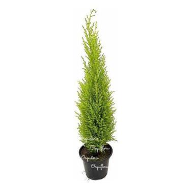 Imagem de Árvore De Natal Pinheiro Tuia Holandesa Planta Natural Decoração Natal