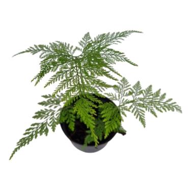 Imagem de Muda Samambaia Renda Portuguesa Pote 10 Planta Natural