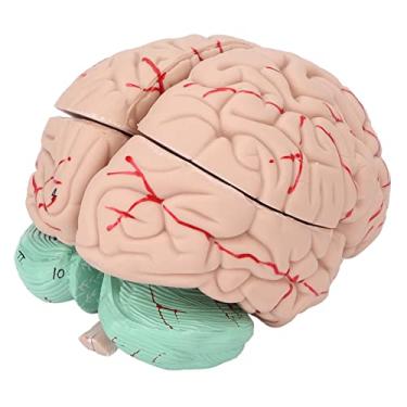 Imagem de Modelo de cérebro humano, modelos cerebrais anatomicamente precisos para exibição de escola hospitalar sala de aula de ciências estudo ensino médico modelo de médicos ensino de anatomia cerebral