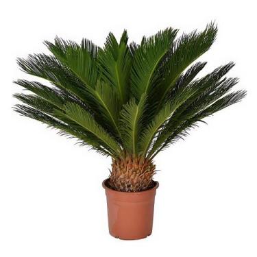 Imagem de Planta Palmeira Cyca 70cm - AgroJardim