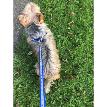 Imagem de Peitoral com Guia Cães Pequenos  AZUL - Mister Zoo