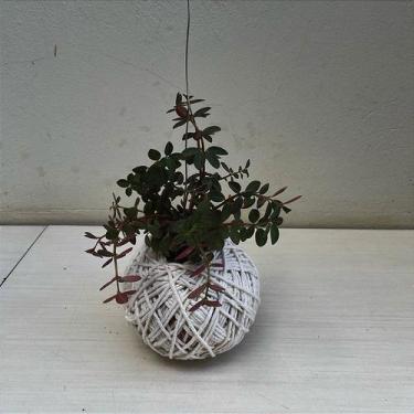 Imagem de Kokedama de Peperomia verticillata Red Long - Orquídeas & Cia