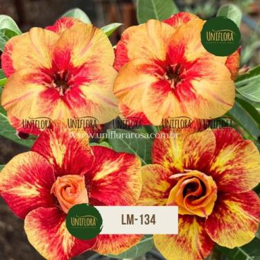 Imagem de ENXERTO Rosa do Deserto DOBRADA TONS CORAIS LARANJA LM134 - UNIFLORA