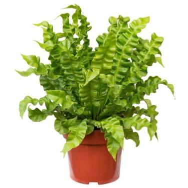 Imagem de Muda de Asplênio Crispy Pote 14 Planta Natural Pendente 40cm - Velling