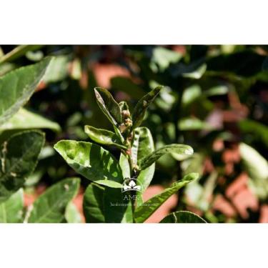 Imagem de Muda de Cidra Produzindo Altura 1,0 m a 1,5 m - AMK - Jardinagem e Pai