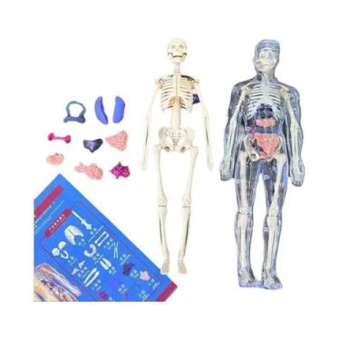 Imagem de Brinquedo Educacional De Ciência Para Crianças: Modelo De Torso Humano
