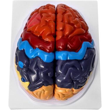 Imagem de Anatomia do modelo cerebral, modelo cerebral para psicologia, anatomia em tamanho real 1:1 Modelo cerebral humano, modelo anatômico preciso do cérebro com base de exibição para ensino escola