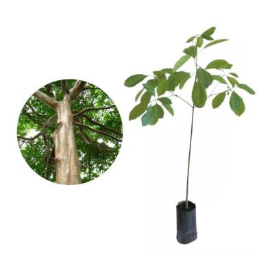 Imagem de Muda de Pau Mulato 20 a 40cm AMK - Plantas Online - AMK Jardinagem e P