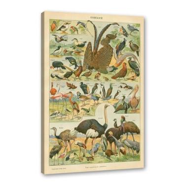 Imagem de Pôster vintage de pássaros franceses ornitologia impressão de pássaros presentes para pássaros educação arte de parede pintura em tela sala de estar decoração de casa (SKU5,40.6x50.8 cm = (40x50 cm