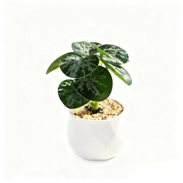 Imagem de Flor falsa produto transfronteiriço simulação planta verde mini bonsai pequeno decoração de casa flor artificial ornamento interno simulação planta em vaso (plantas artificiais em vaso B)