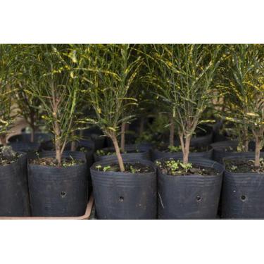 Imagem de Kit com 10 Embalagem para Mudas Plantas 25L Nutriplan
