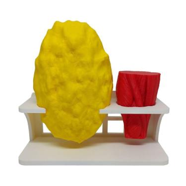 Imagem de Kit Peças Anatômicas Gordura E Músculo Com Suporte Réplica Humano