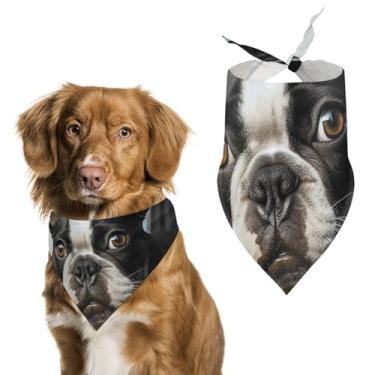 Imagem de Cachecol triângulo de poliéster estampado com estampa de cachorrinho Boston Terrier - Tamanho único (70 x 30 cm)
