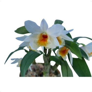 Imagem de Orquidea Dendrobium Frosty Dawn Yen Planta Rara Adulta Rara Exotica Coleção Decorativa Casa Varanda Apartamento